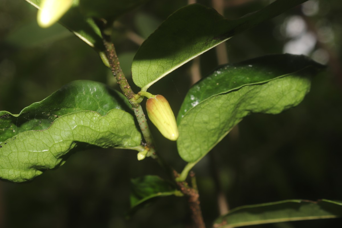 Miliusa zeylanica Gardner ex Hook.f. & Thomson